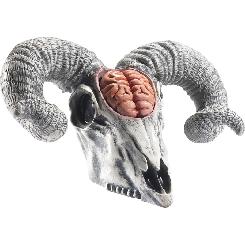 Bony desert ram skull with open brain