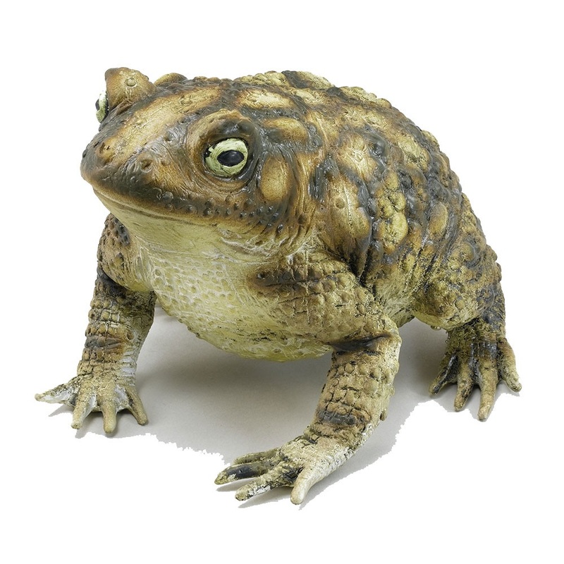 Slimy witches toad