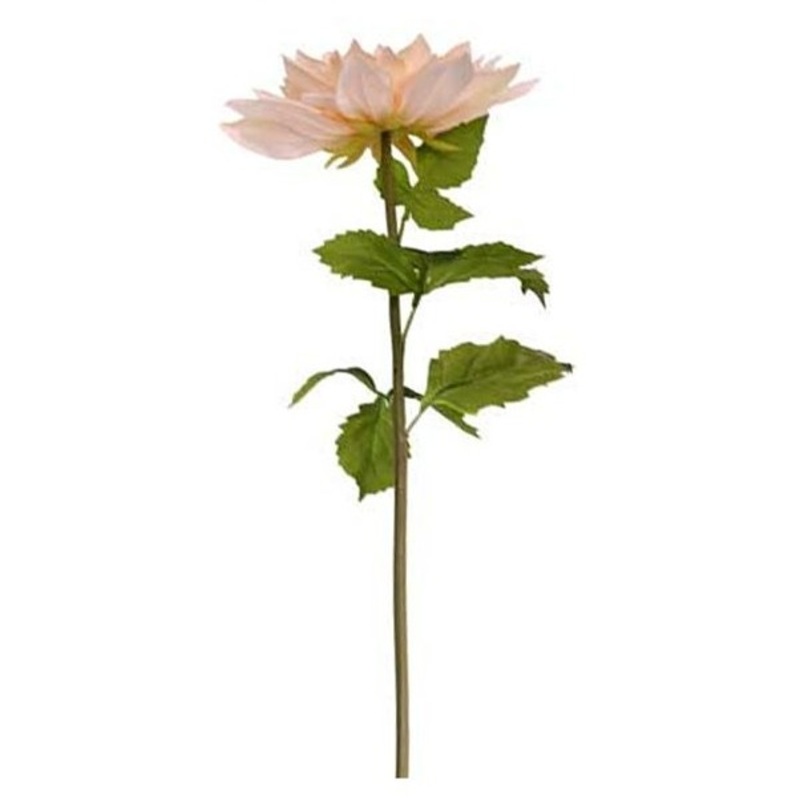 Decorative chrysanthemum peach