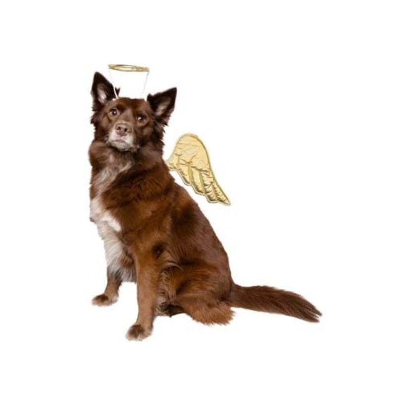 Gold Angel Costume for Pets ST