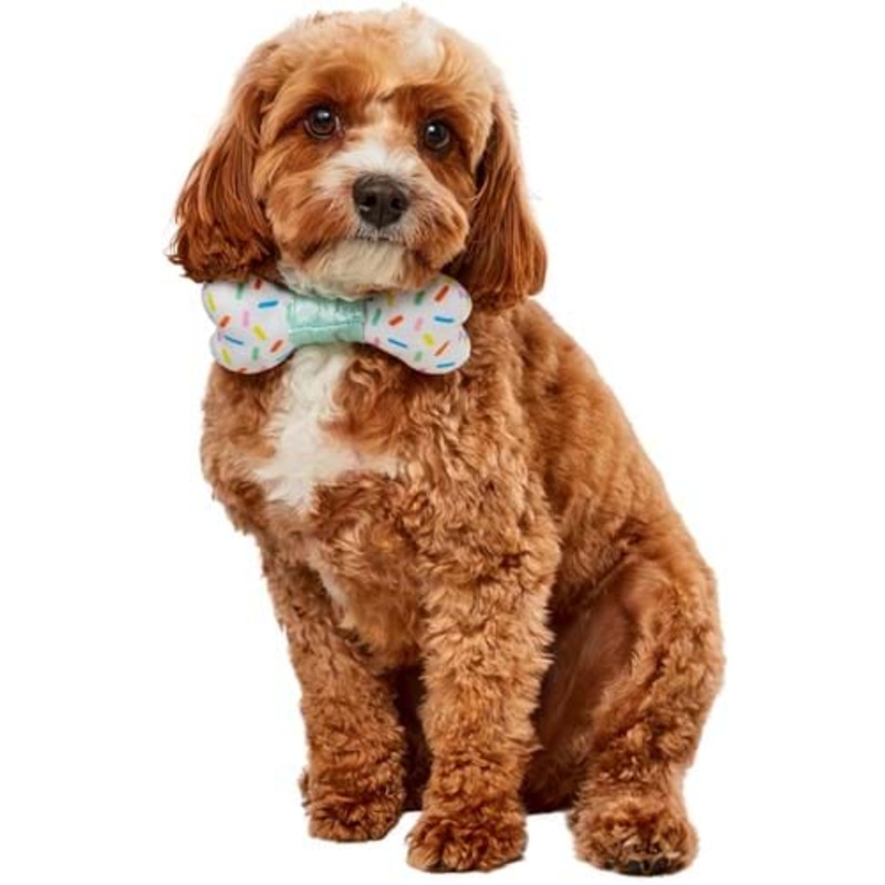 Party Bone Collar for Pets S/M