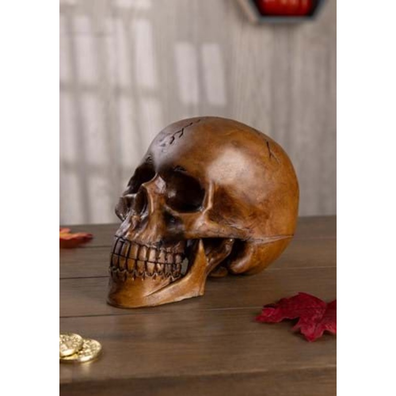 Resin Cranium Halloween Prop Standard