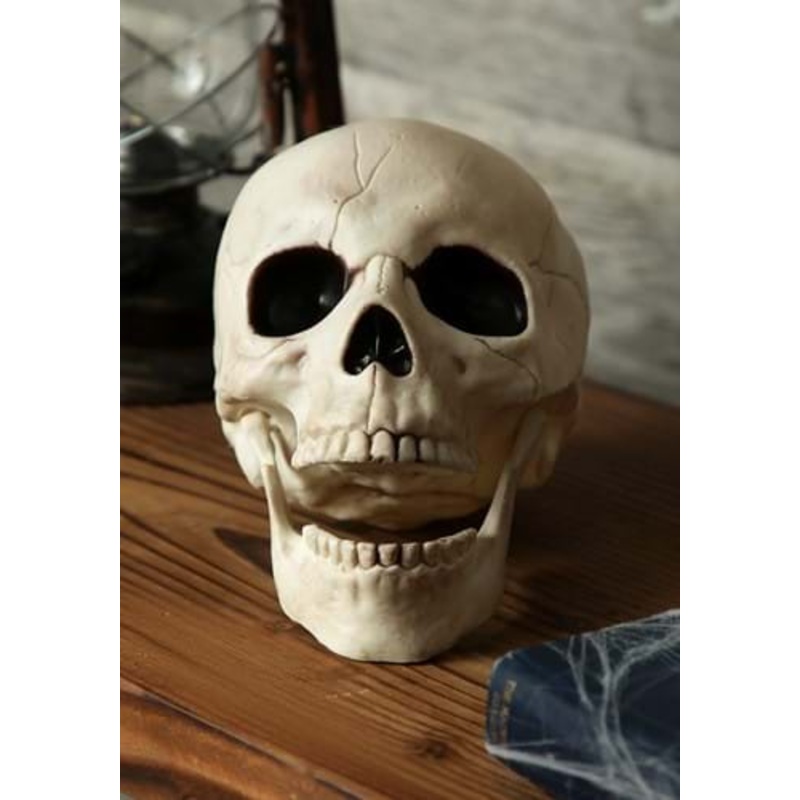 Skull with Movable Jaw Standard